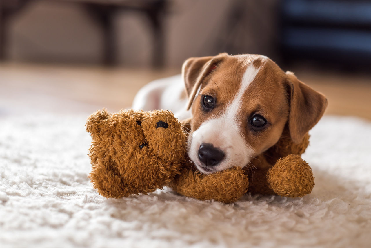 Cute Dog | Greystar